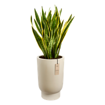 amber grail high 40cm linen white